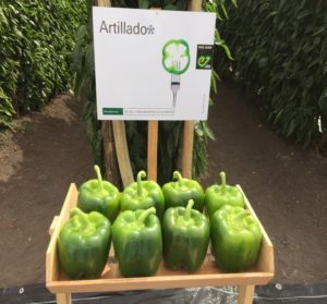Día de campo con Enza Zaden y Vitalis