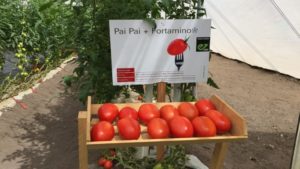 Día de campo con Enza Zaden y Vitalis