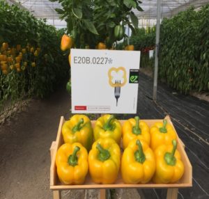 Día de campo con Enza Zaden y Vitalis