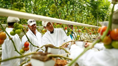 ¿Ser orgánico es suficiente para los productores de hortalizas?