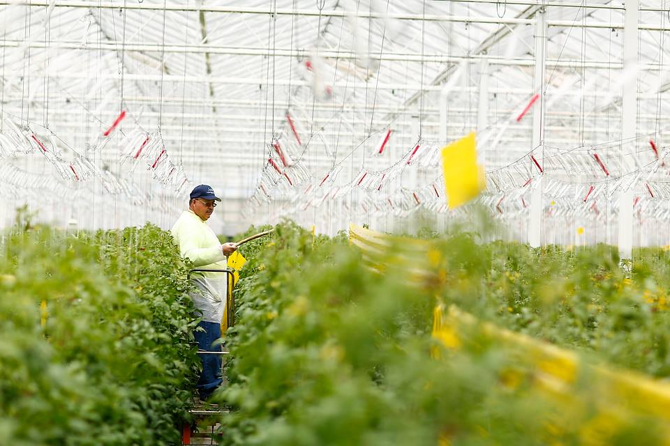 ¿Ser orgánico es suficiente para los productores de hortalizas?