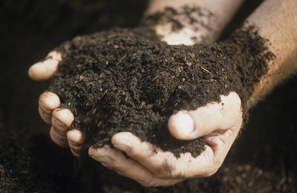 Inocuidad vegetal: la anticipación como factor clave de la protección de cultivo