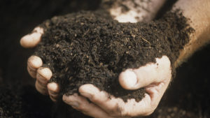 Inocuidad vegetal: la anticipación como factor clave de la protección de cultivo