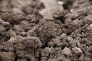 Inocuidad vegetal: la anticipación como factor clave de la protección de cultivo