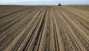 Inocuidad vegetal: la anticipación como factor clave de la protección de cultivo