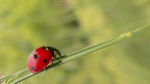 Gana impulso el control biológico en contra de áfidos