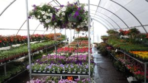 Agricultura protegida en Estados Unidos: ¿amenaza u oportunidad para México?