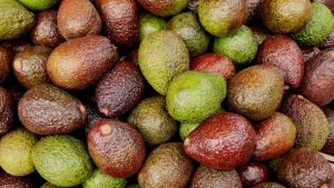 Aguacateros mexicanos, con miras en Australia y Nueva Zelanda