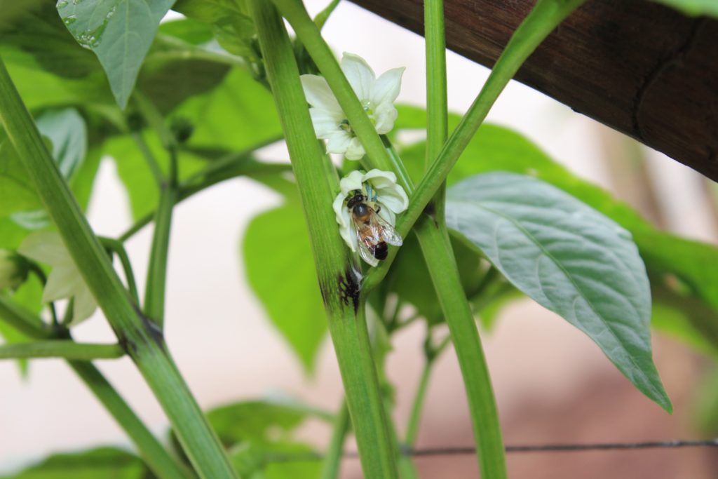 Evolucionando de lo biorracional a lo agrológico