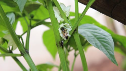 Evolucionando de lo biorracional a lo agrológico