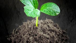 Seminario virtual: Estrategia bio-nanotecnológica para el control de bacterias multirresistentes a través del uso de bacteriófagos