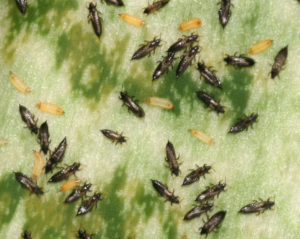 Manejo integral de plagas y enfermedades en ambientes protegidos