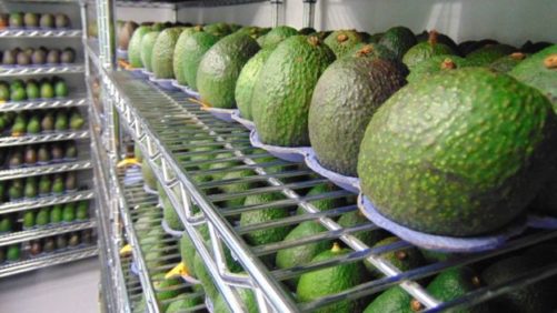 Novedosa tecnología orgánica que prolonga la vida de los aguacates