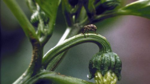 Manejo integral de plagas y enfermedades en ambientes protegidos