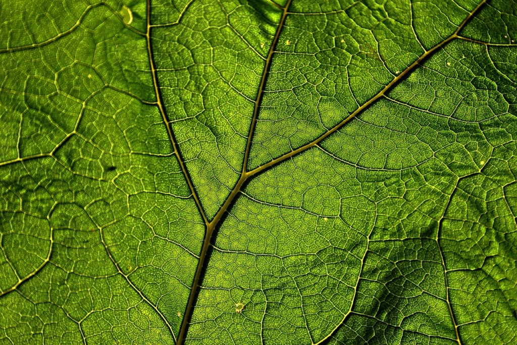 La bionanofemtotecnología como factor clave para el desarrollo, crecimiento, consolidación y fortaleza del cuerpo radicular de las plantas