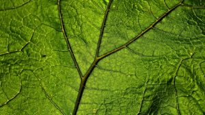 La bionanofemtotecnología como factor clave para el desarrollo, crecimiento, consolidación y fortaleza del cuerpo radicular de las plantas