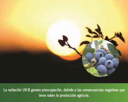 Influencia de la radiación ultravioleta-B y la tautocronía del rayo luminoso en la producción y calidad de los cultivos de berries
