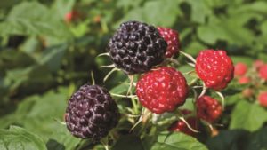 Influencia de la radiación ultravioleta-B y la tautocronía del rayo luminoso en la producción y calidad de los cultivos de berries