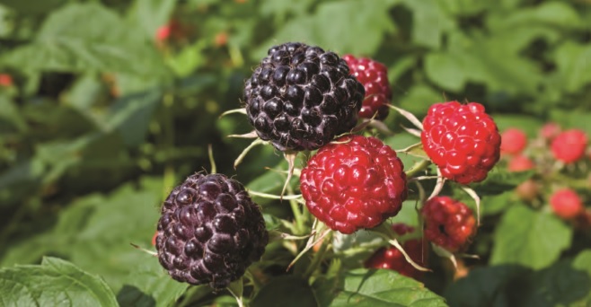 Influencia de la radiación ultravioleta-B y la tautocronía del rayo luminoso en la producción y calidad de los cultivos de berries