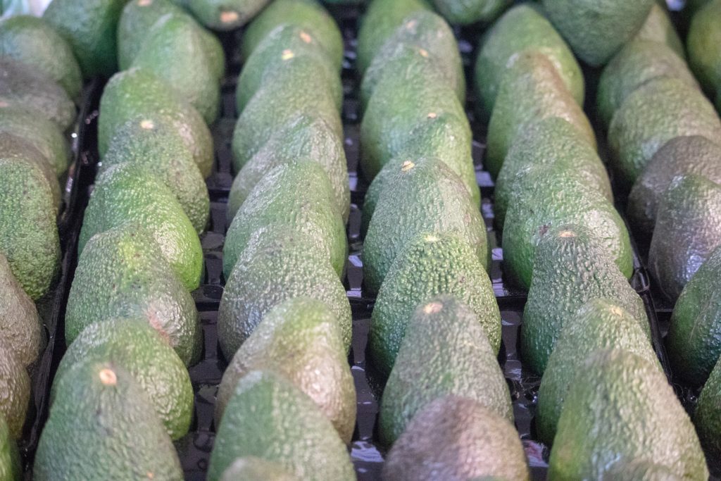 La dimensión internacional del aguacate de México