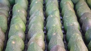 La dimensión internacional del aguacate de México