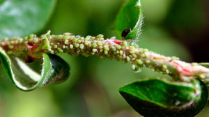 Desarrollan “vacuna vegetal” contra plagas