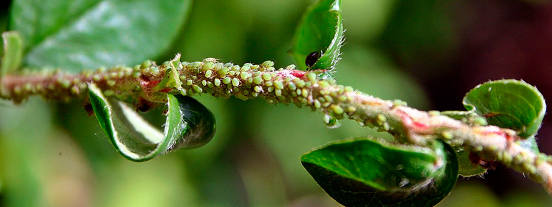 Desarrollan “vacuna vegetal” contra plagas