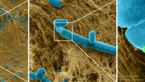 El mundo de la bionanotecnología en la agricultura (PARTE II)