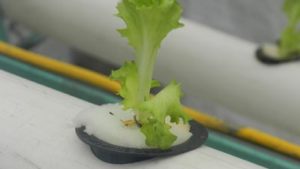 Optimizan invernaderos con tecnología 4.0