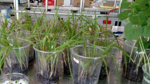 Plasma, el futuro para la producción de alimentos en México