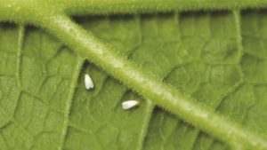 Barreras contra plagas como alternativa al manejo integrado