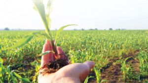 5 formas en que los bioestimulantes contribuyen a la agricultura sostenible