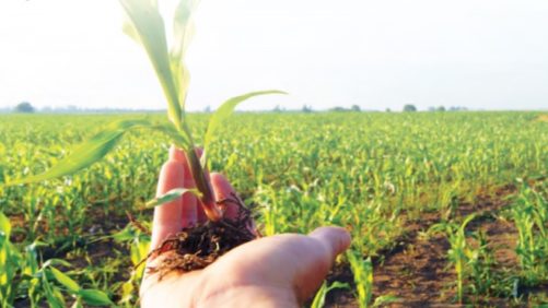 5 formas en que los bioestimulantes contribuyen a la agricultura sostenible