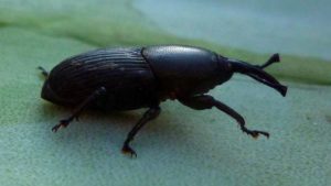 Hongos entomopatógenos para el control biológico