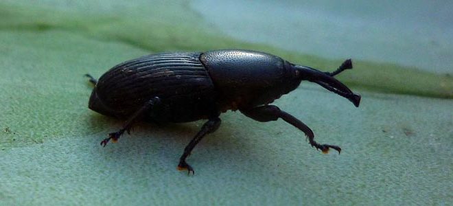 Hongos entomopatógenos para el control biológico