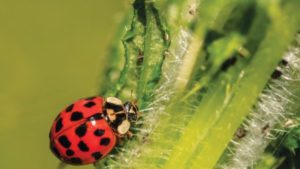 Cómo encajan los biocontroles en un programa tradicional de control de plagas
