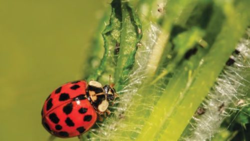 Cómo encajan los biocontroles en un programa tradicional de control de plagas
