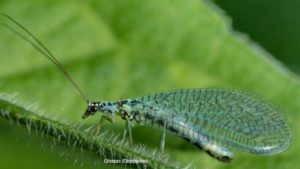 Los insectos benéficos en la agricultura protegida