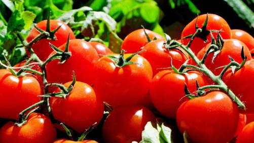 Aroma de tomate para proteger los cultivos