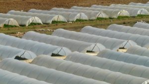 Crean material biodegradable para elaboración de invernaderos