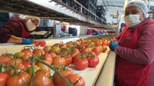 Mantiene EE.UU postura sobre imponer impuesto al tomate mexicano