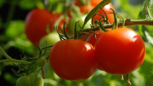 El virus rugoso del tomate, latente