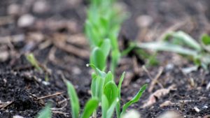 ¿Por qué el agua que utilizas para el riego puede afectar el pH del sustrato?