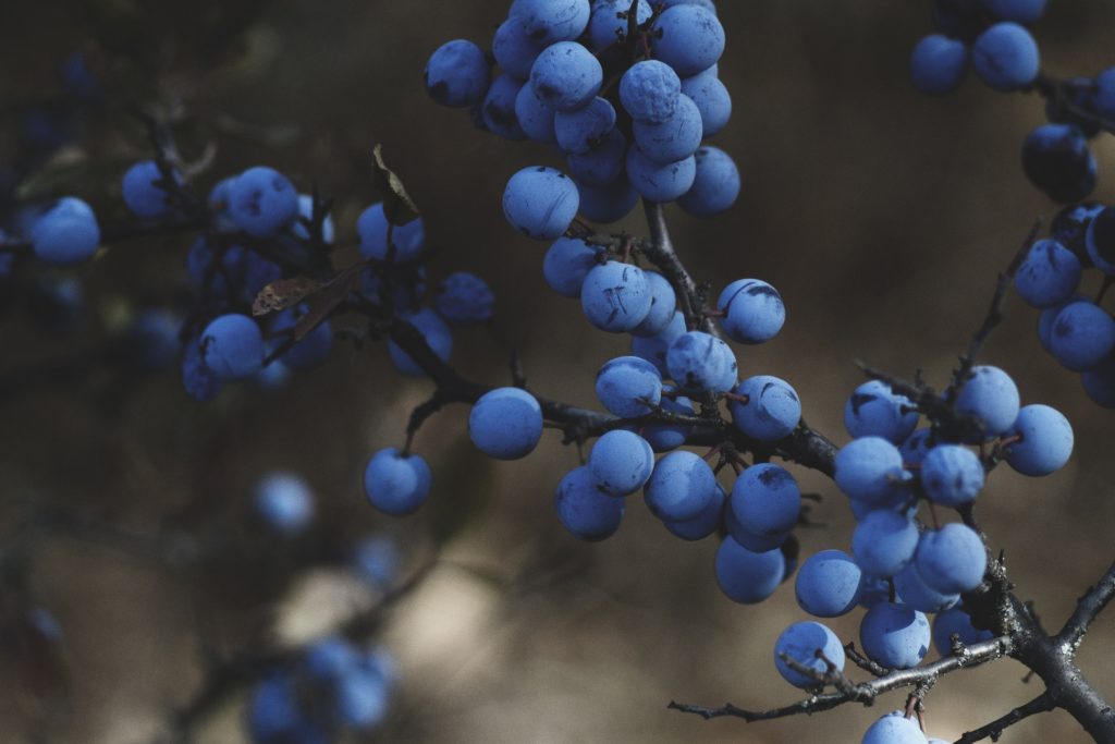 Análisis de tendencias que impactan el mercado de berries