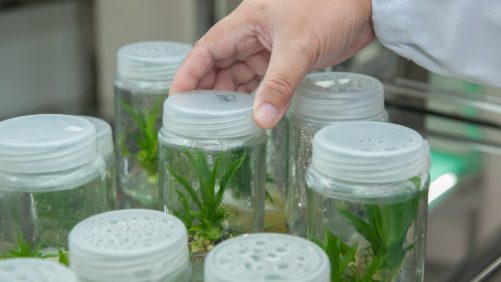 Los retos en el control de calidad en la biotecnología aplicada
