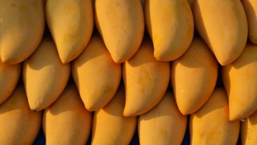 Exportarán biofungicida desarrollado en la UNAM