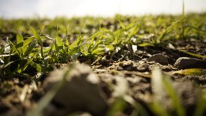 Estudios sobre el impacto de la fertilidad en la producción