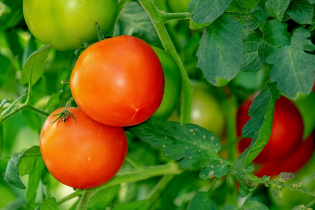 FPAA, decepcionada del término a la suspensión del Acuerdo del Tomate