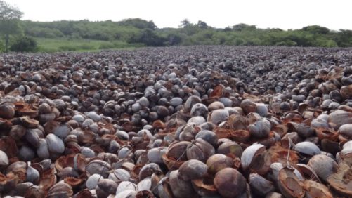 Mitos y realidades del sustrato de estopa de coco