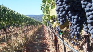 Todo lo que no sabías sobre el estrés hídrico de las plantas y cómo combatirlo